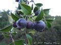 Mycianthes pungens